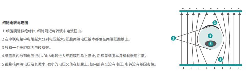 細胞電轉(zhuǎn)電場圖